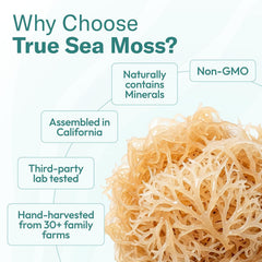 True Sea Moss – Pineapple - Sea Moss Gel
