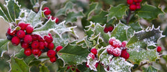 CHRISTMAS HOLLY TREE TYPE *NEW FALL SCENTS*