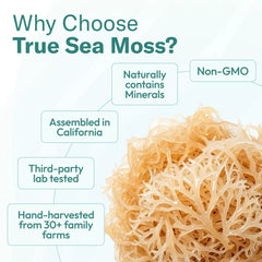 True Sea Moss – Mango/Pineapple - Sea Moss Gel