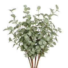 EUCALYPTUS TYPE