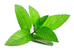 PEPPERMINT ESSENTIAL OIL