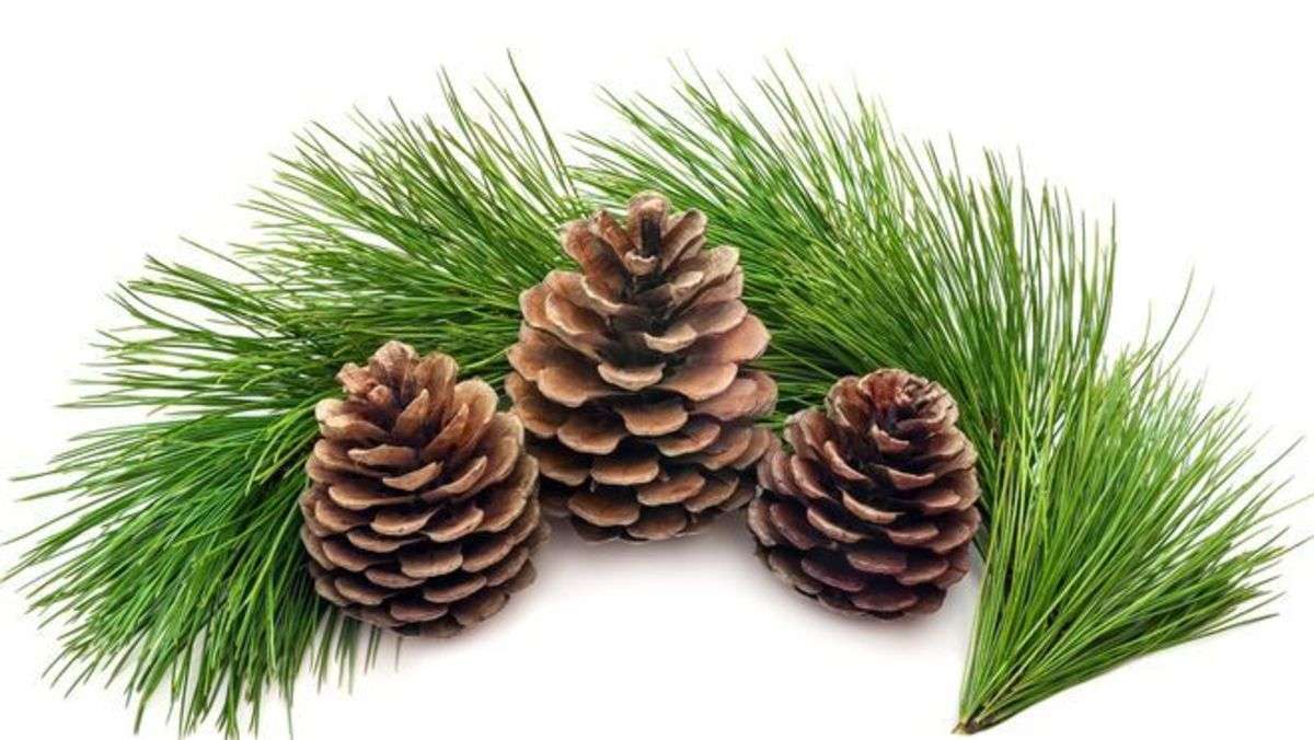 PINE TYPE *NEW FALL SCENTS*