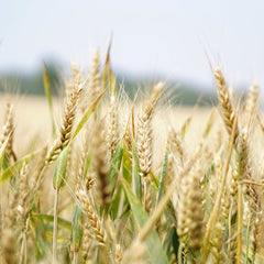 AMISH HARVEST TYPE